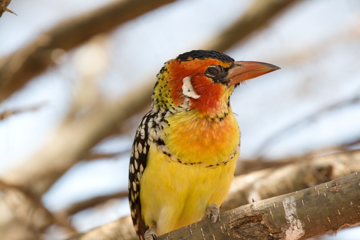 Red-and-yellow Barbet - ML636720205