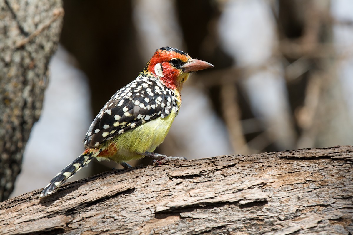 Red-and-yellow Barbet - ML636720206