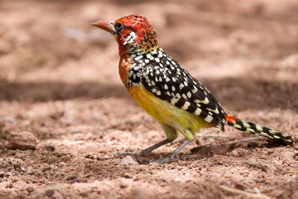 Red-and-yellow Barbet - ML636720207