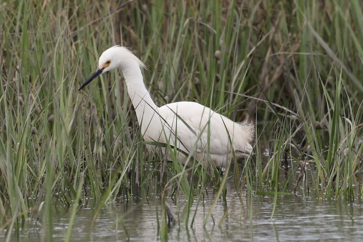 Snowy Egret - ML636720327