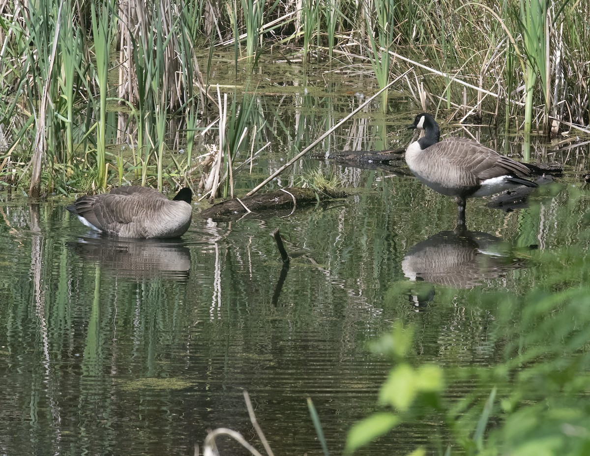 カナダガン - ML636720358