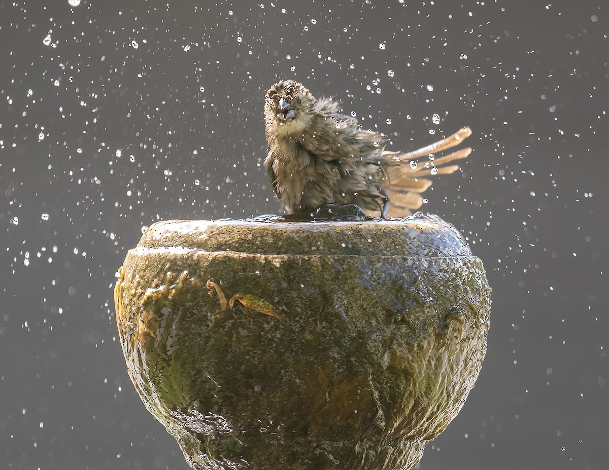 コウウチョウ - ML636720381