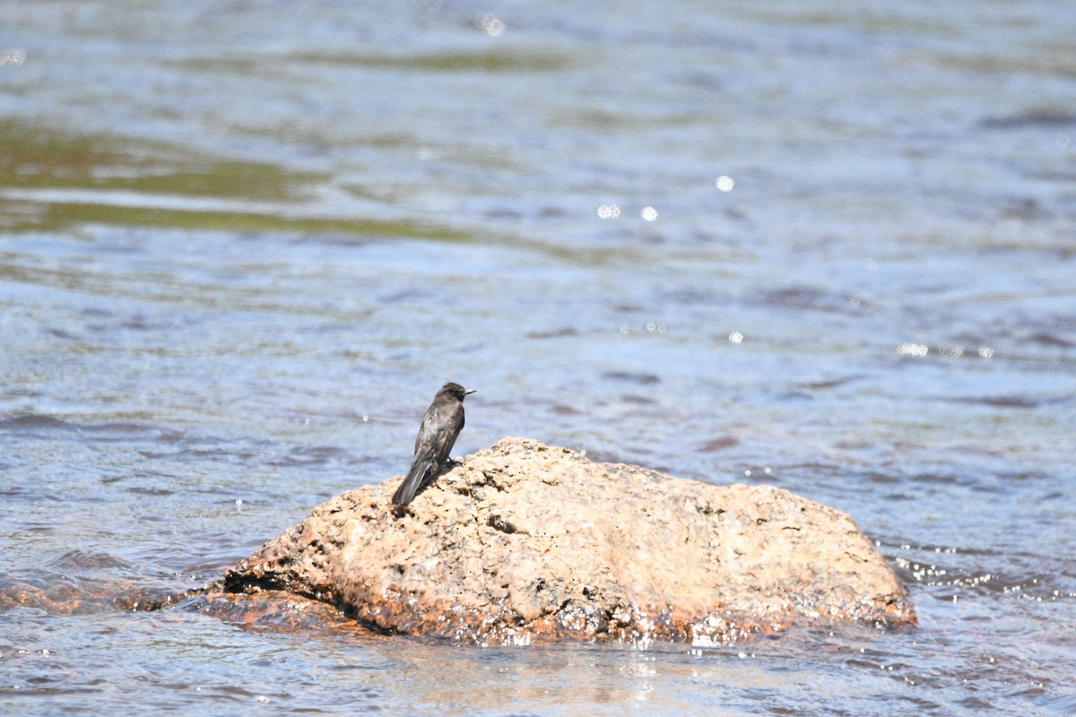 Black Phoebe - ML636720386