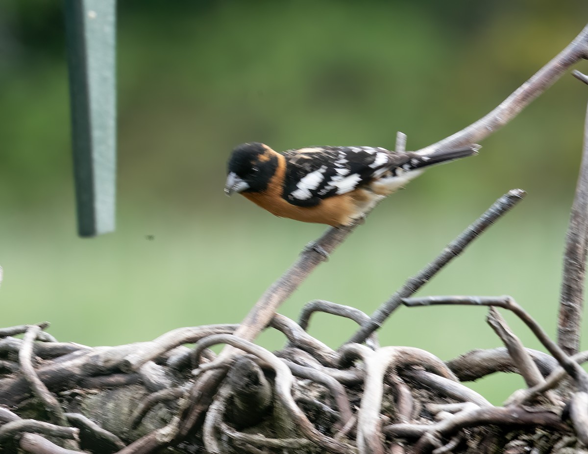 チャバライカル - ML636720411