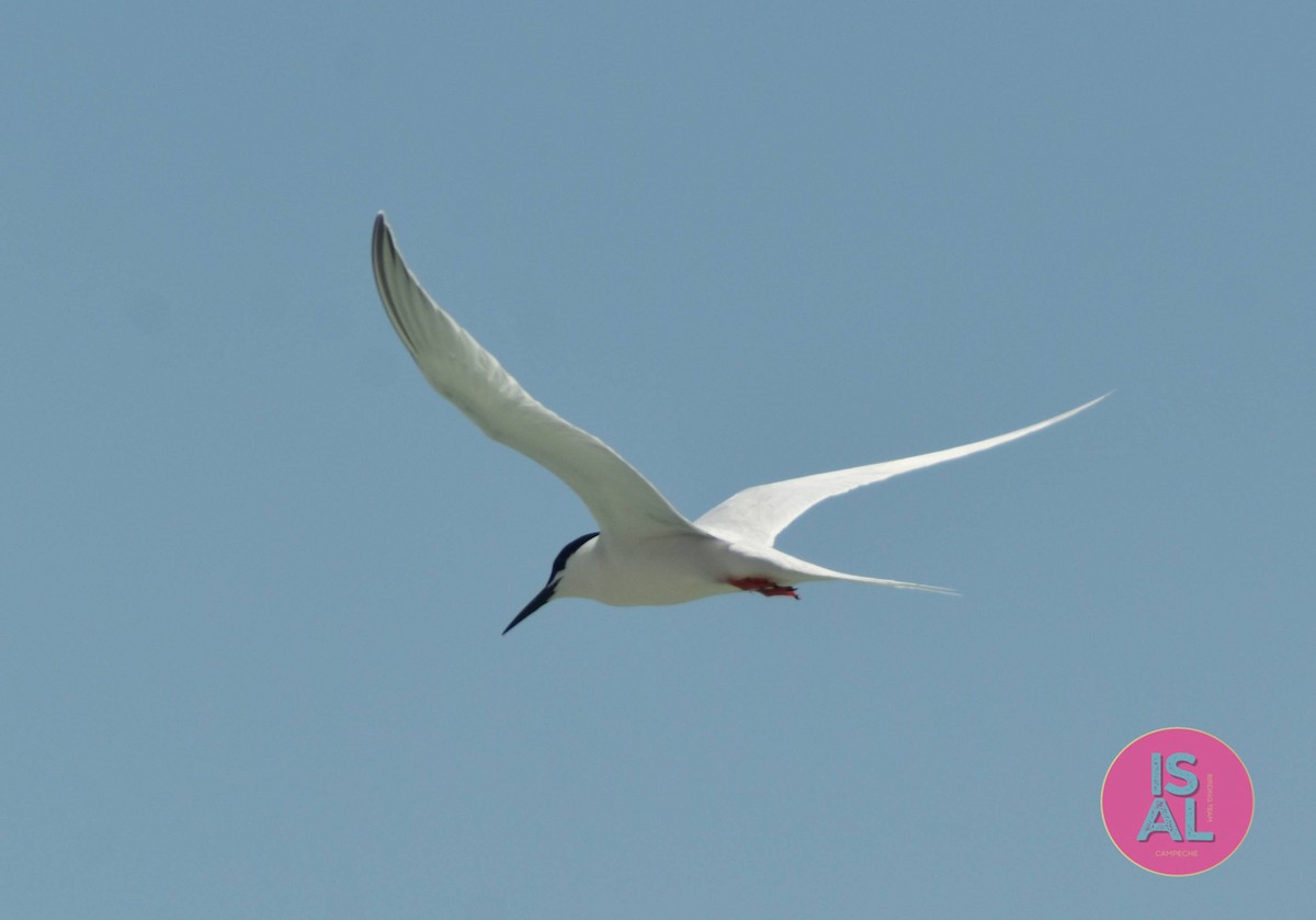 Roseate Tern - ML636720414