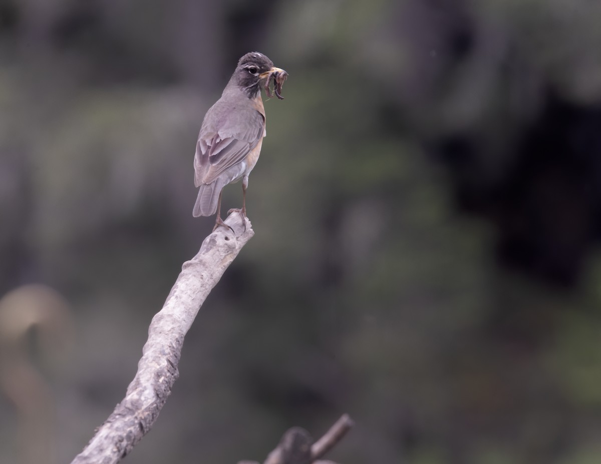 コマツグミ - ML636720426