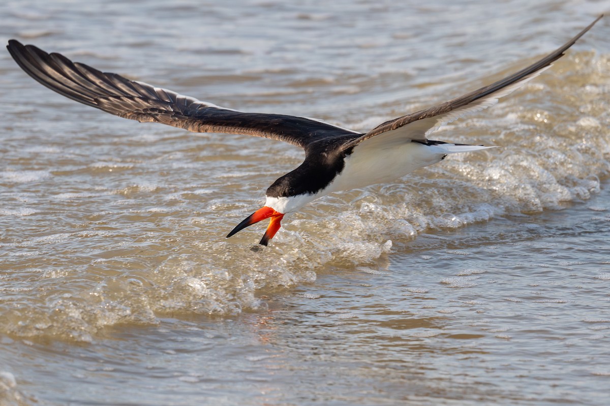 Black Skimmer - ML636720428