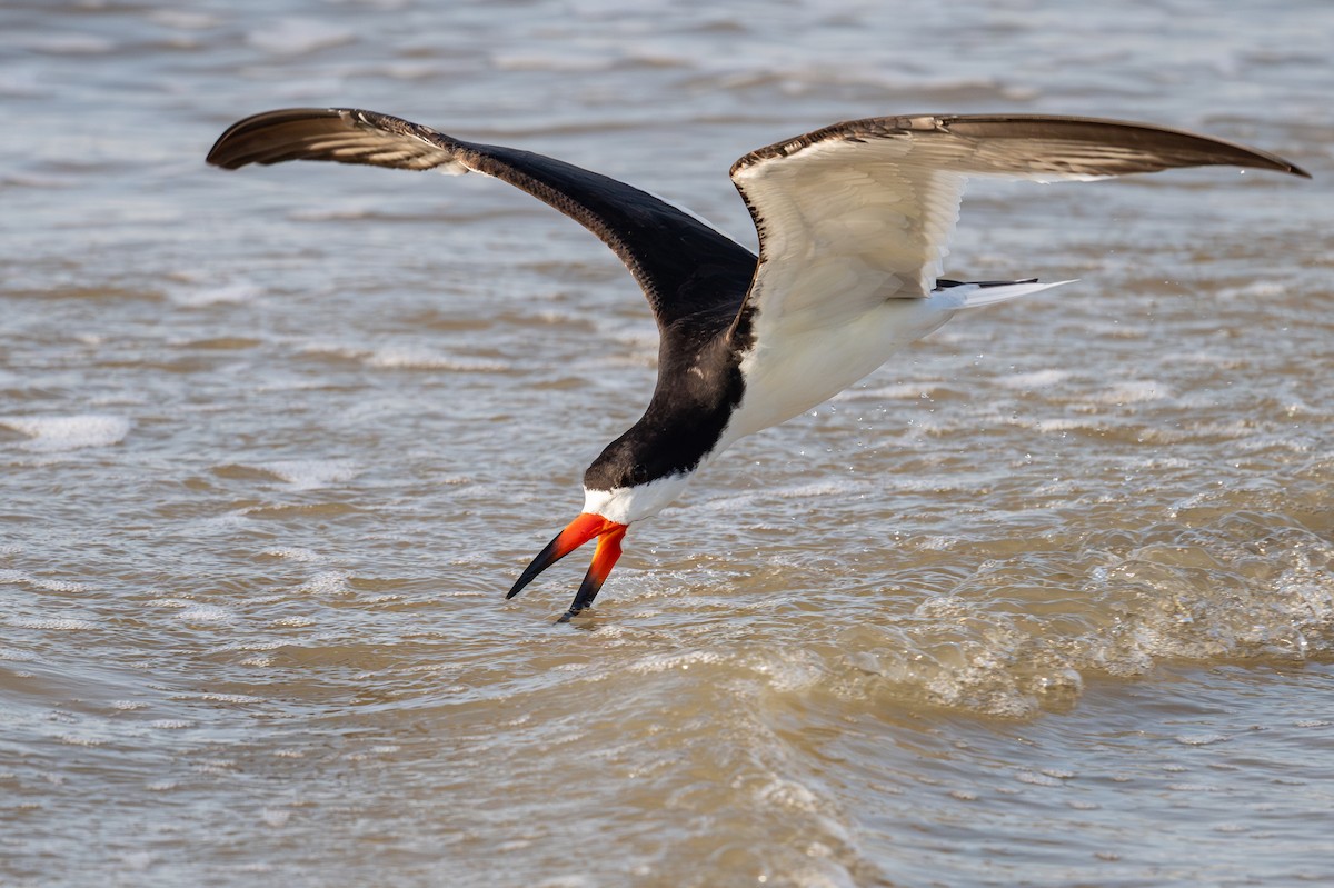 Black Skimmer - ML636720430