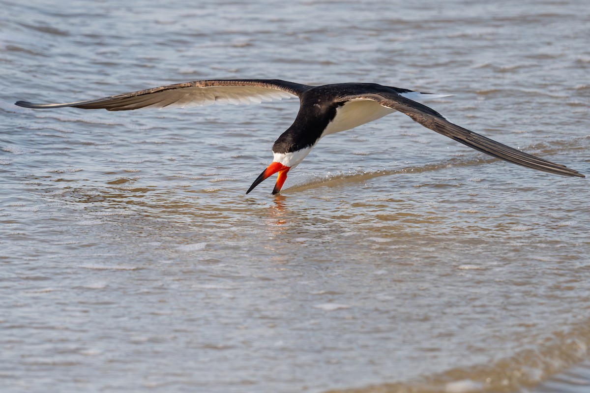 Black Skimmer - ML636720431