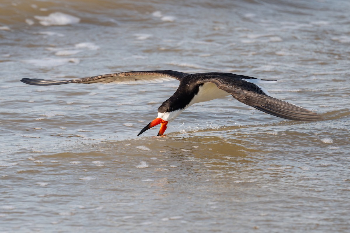 Black Skimmer - ML636720433