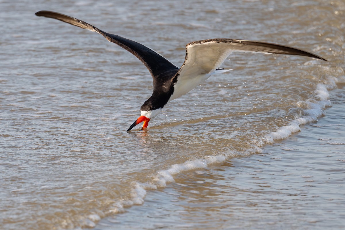 Black Skimmer - ML636720434