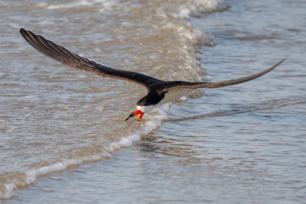Black Skimmer - ML636720435