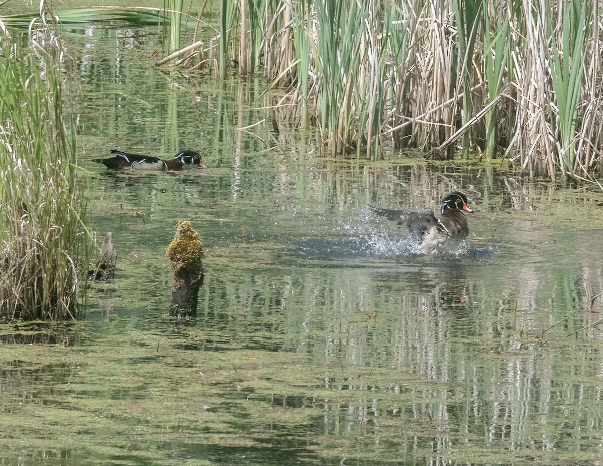 アメリカオシ - ML636720441