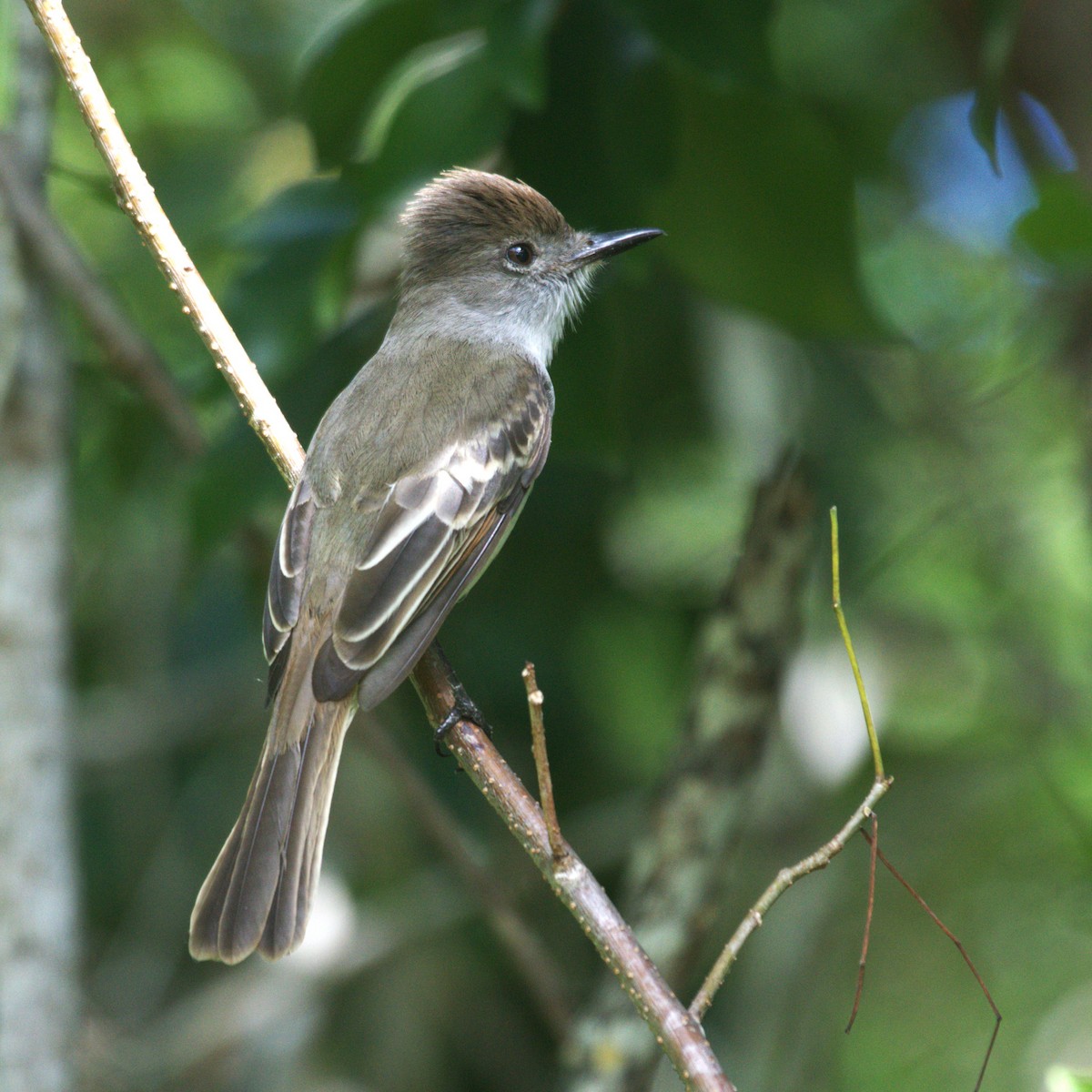 La Sagra's Flycatcher - ML636720544