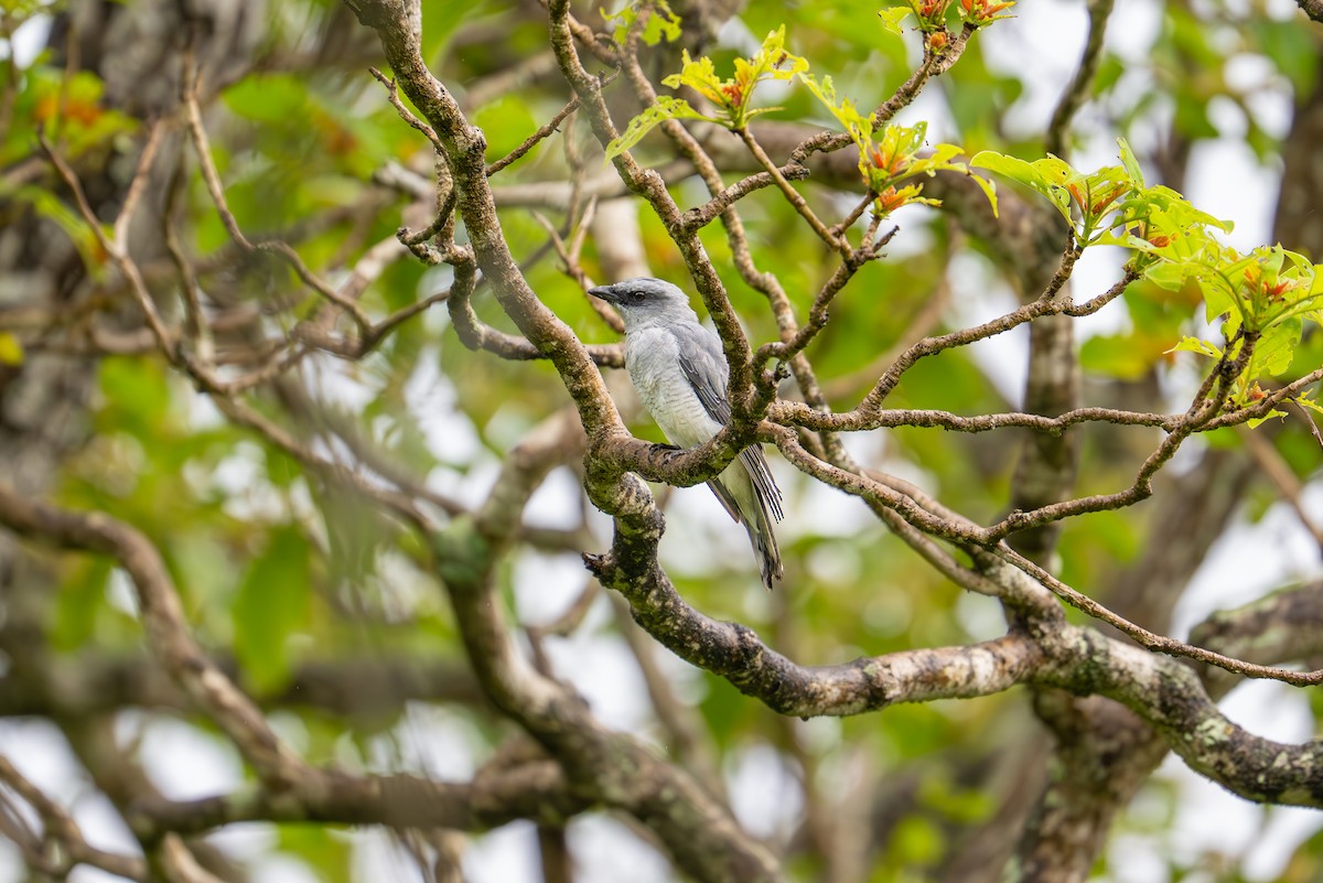 Indian Cuckooshrike - ML636720557