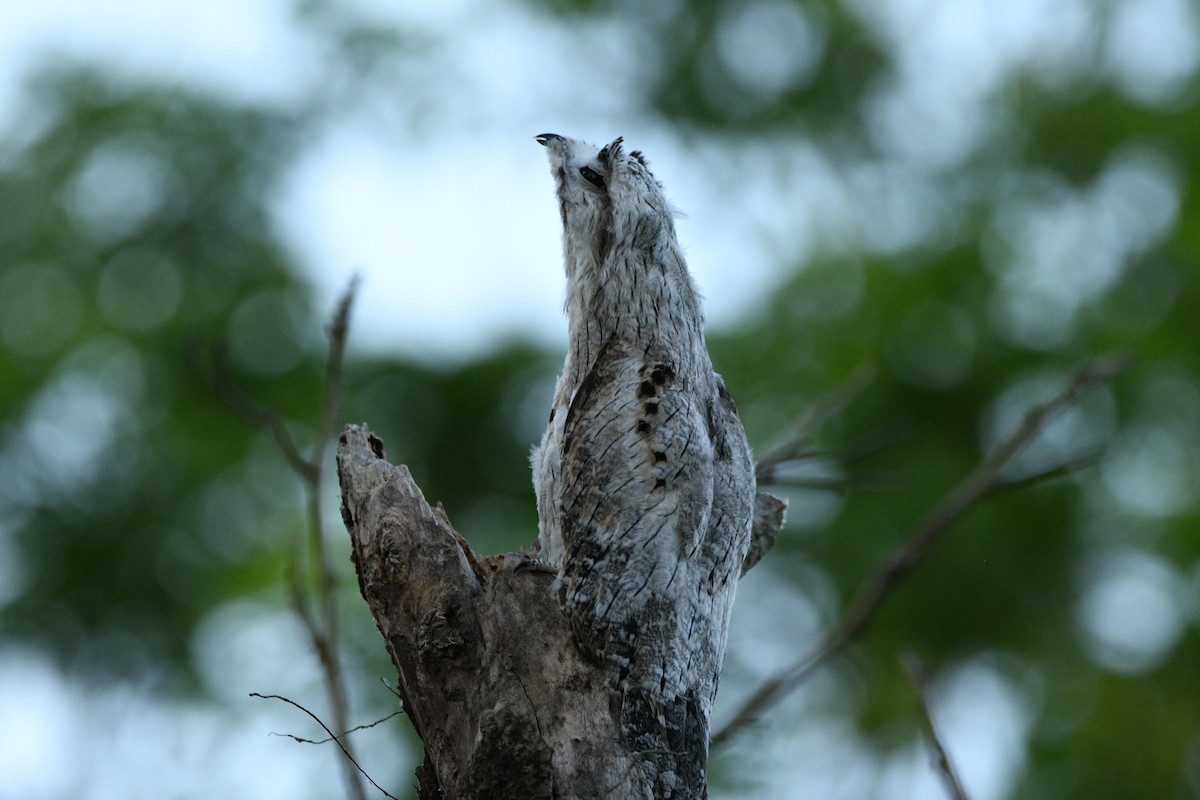 Northern Potoo - ML636720561