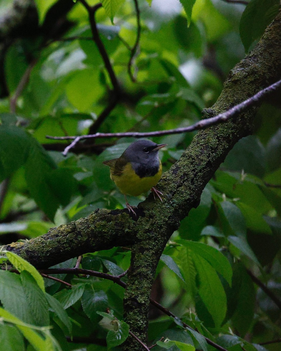 Mourning Warbler - ML636720597