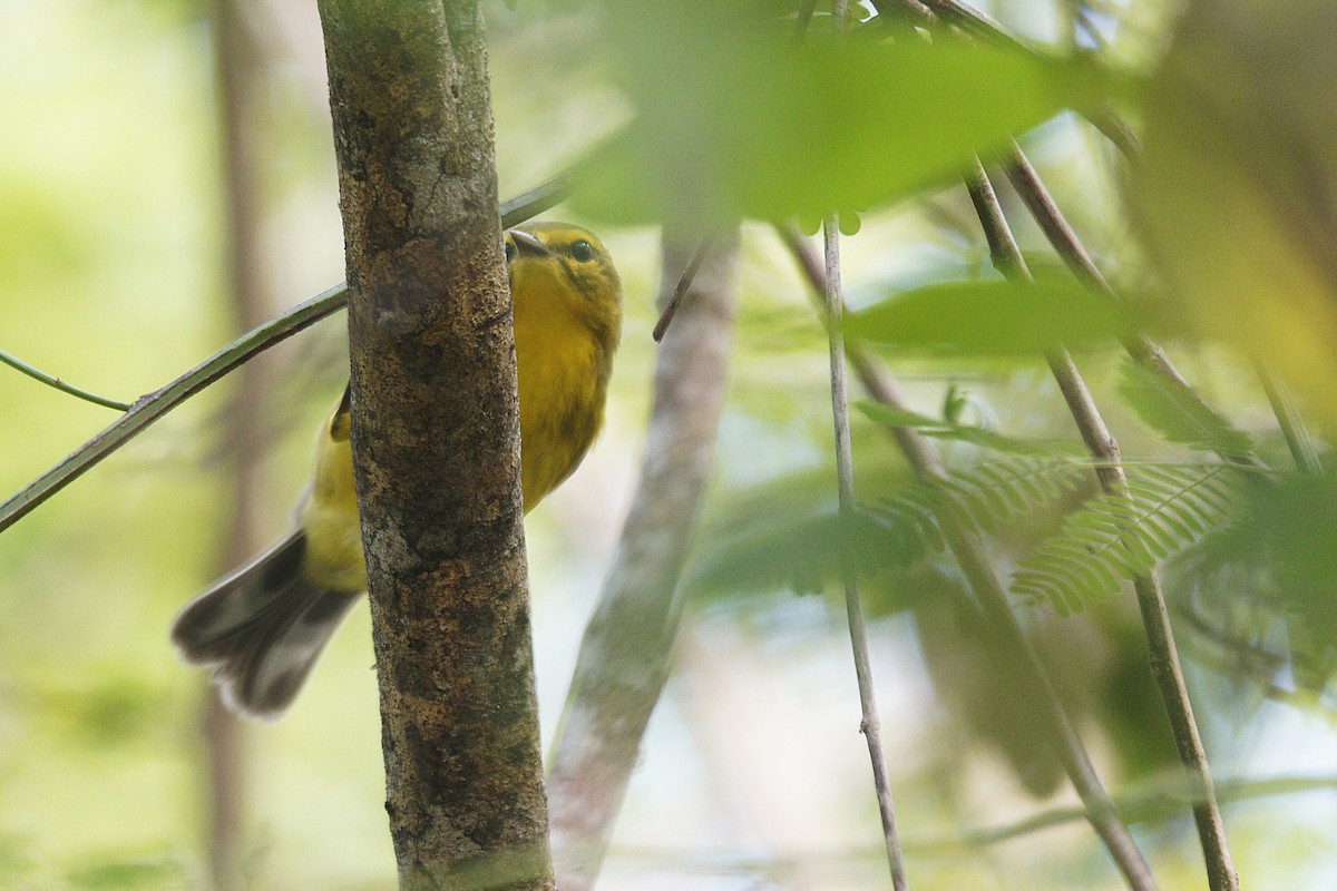 Vitelline Warbler - ML636720600