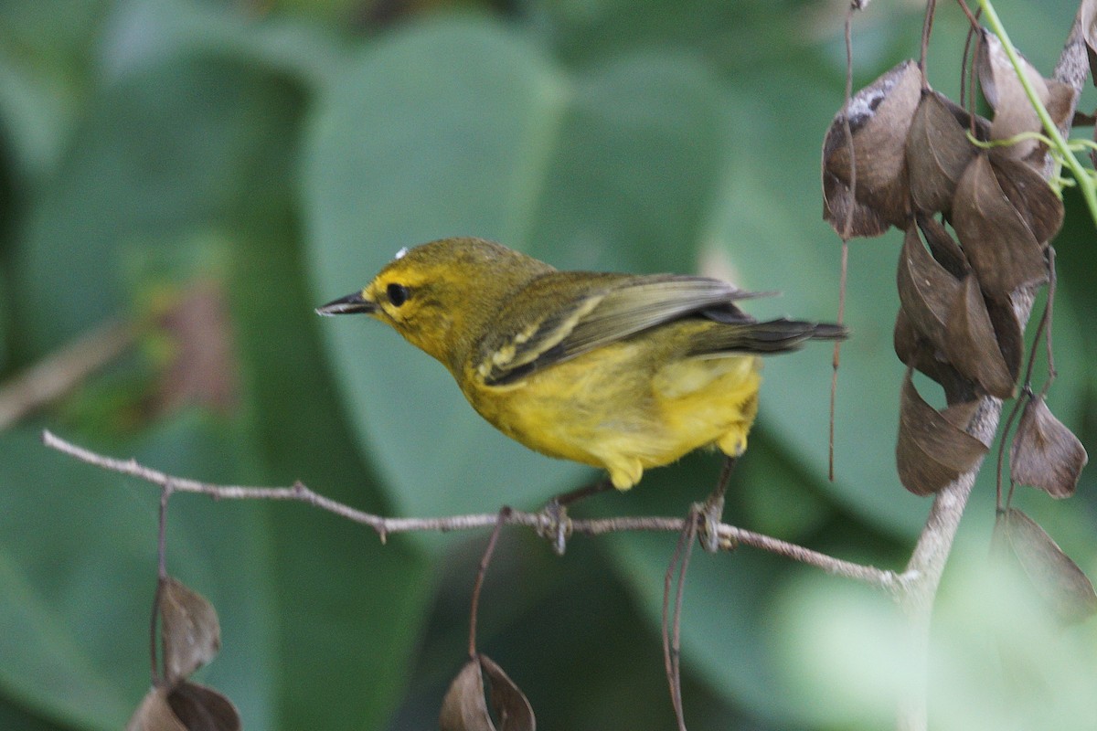 Vitelline Warbler - ML636720601