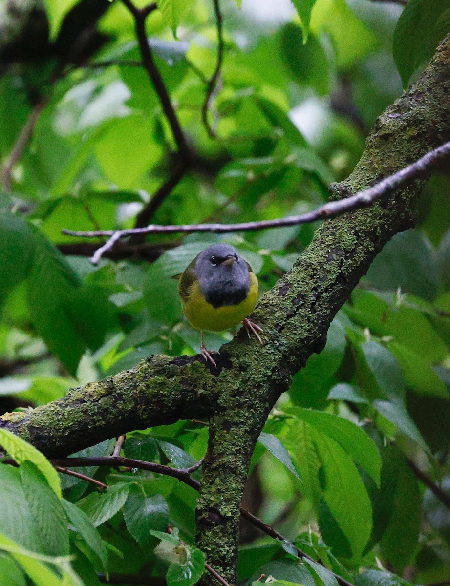 Mourning Warbler - ML636720617