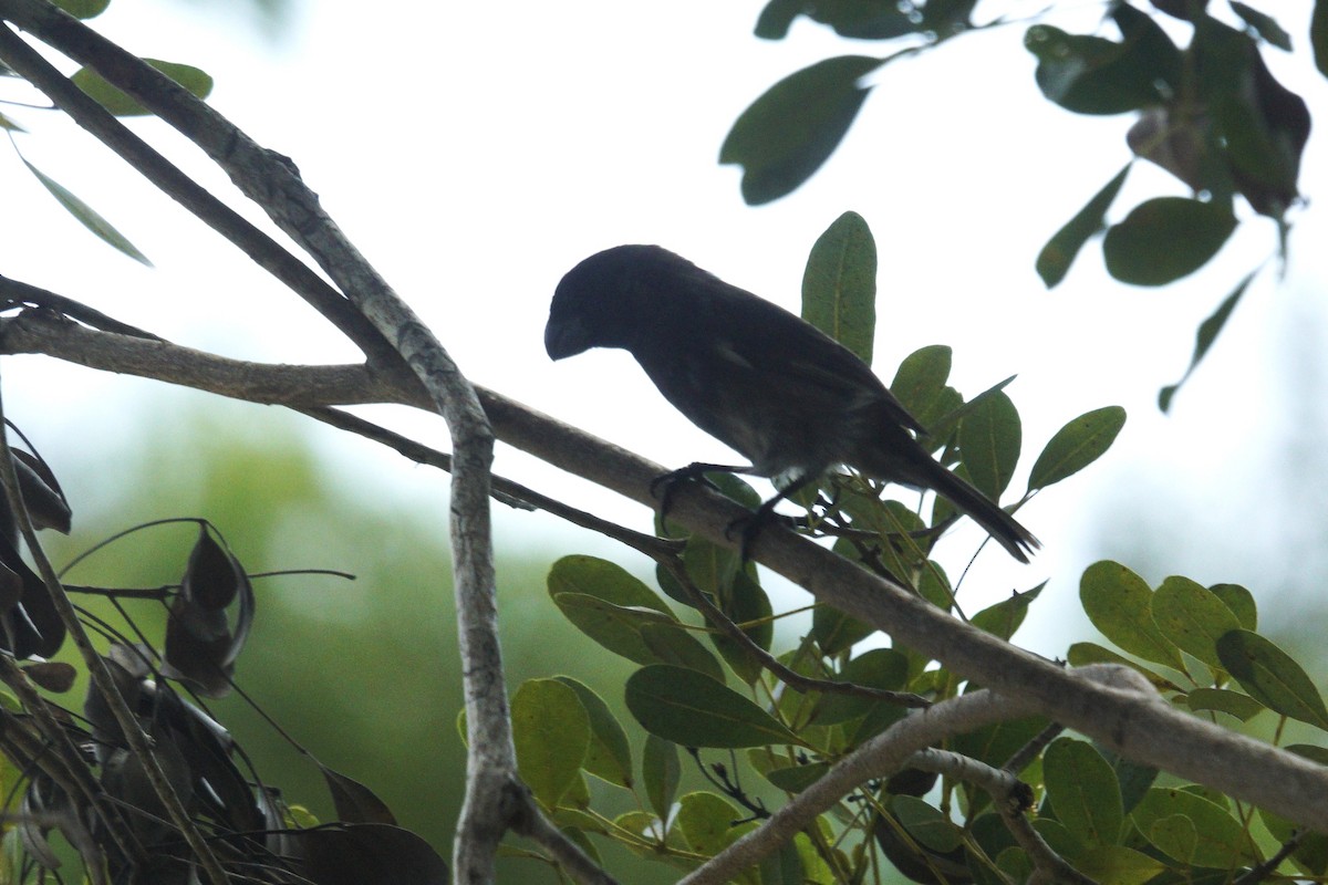 Grand Cayman Bullfinch - ML636720623
