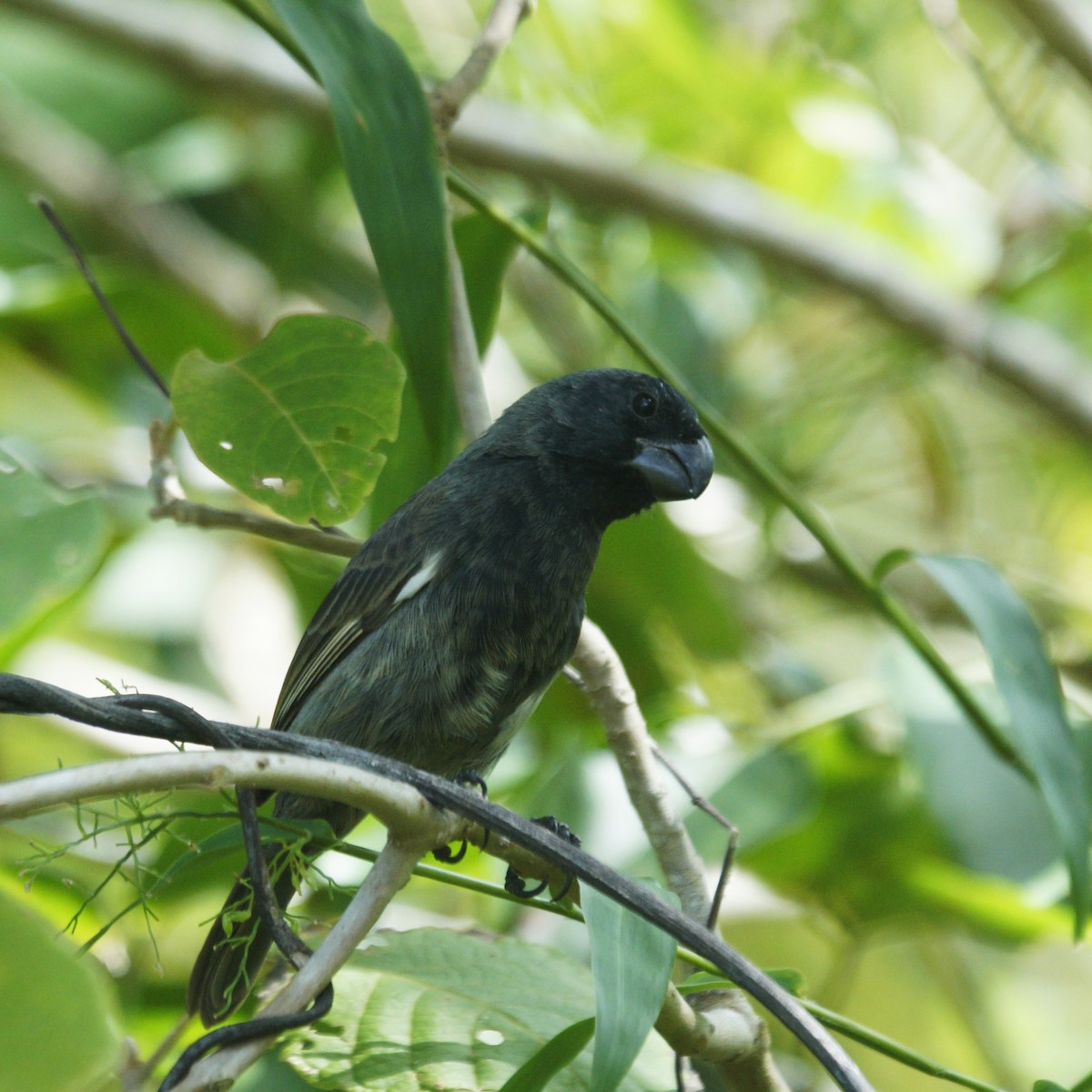 Grand Cayman Bullfinch - ML636720624