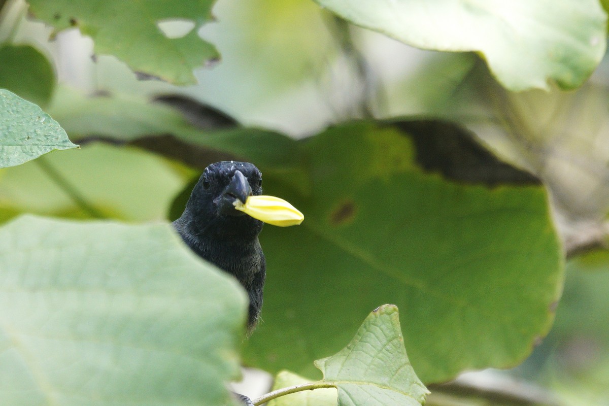 Grand Cayman Bullfinch - ML636720625