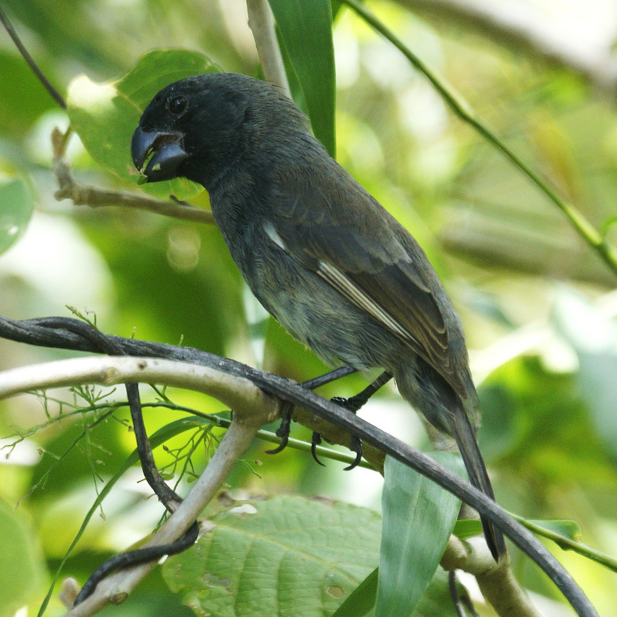 Grand Cayman Bullfinch - ML636720627