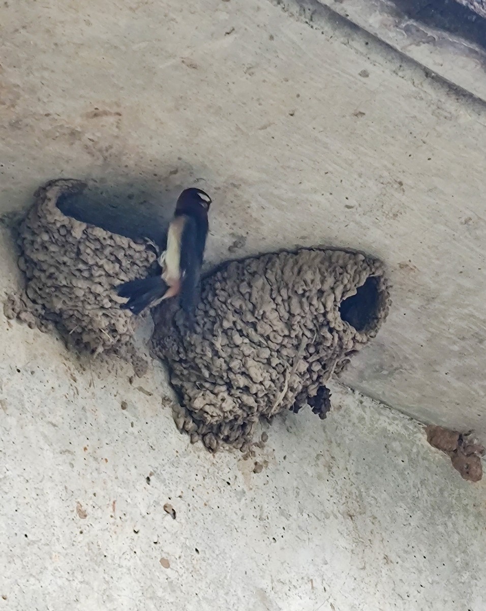 Cliff Swallow - ML636720679