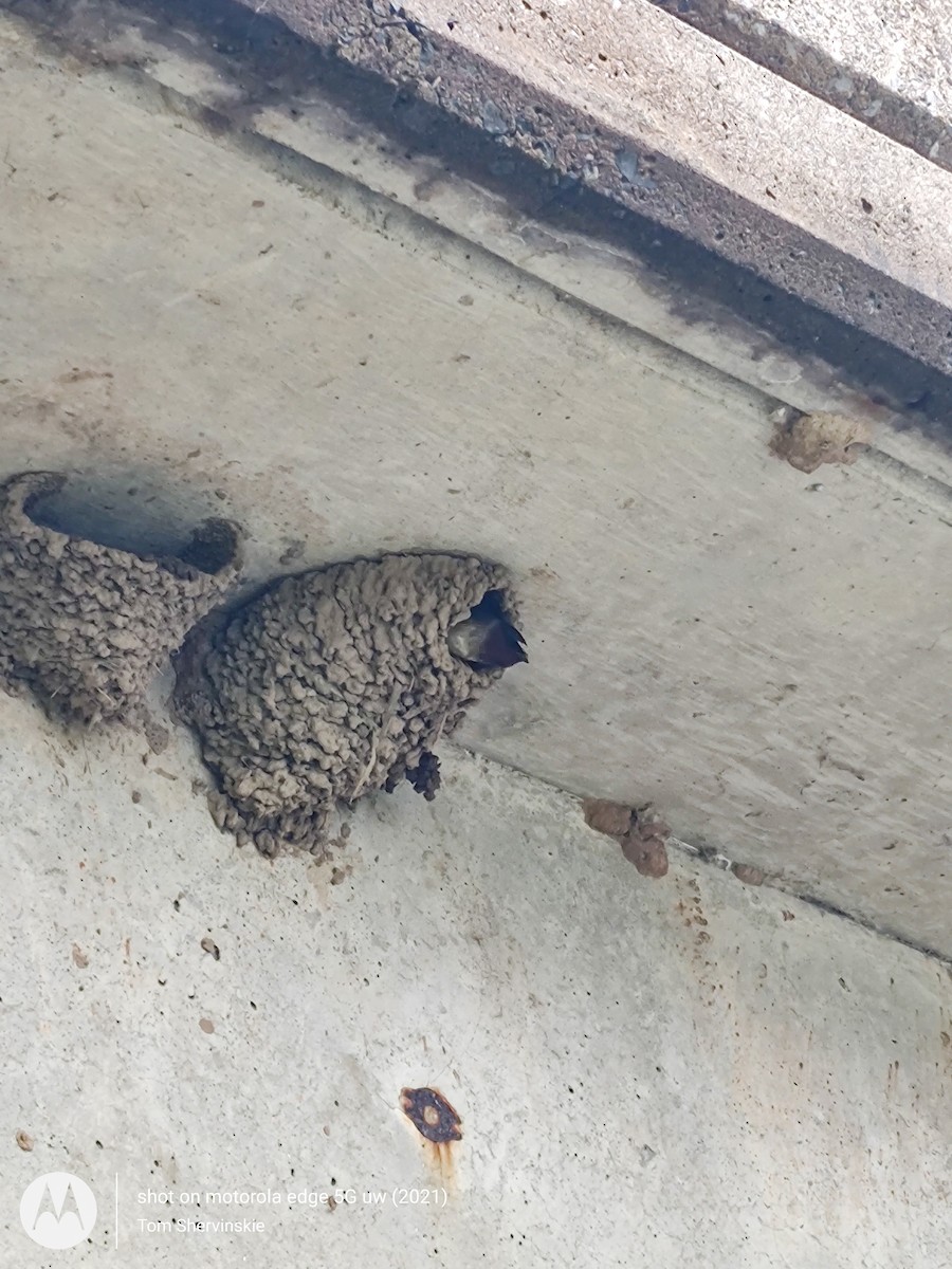 Cliff Swallow - ML636720680