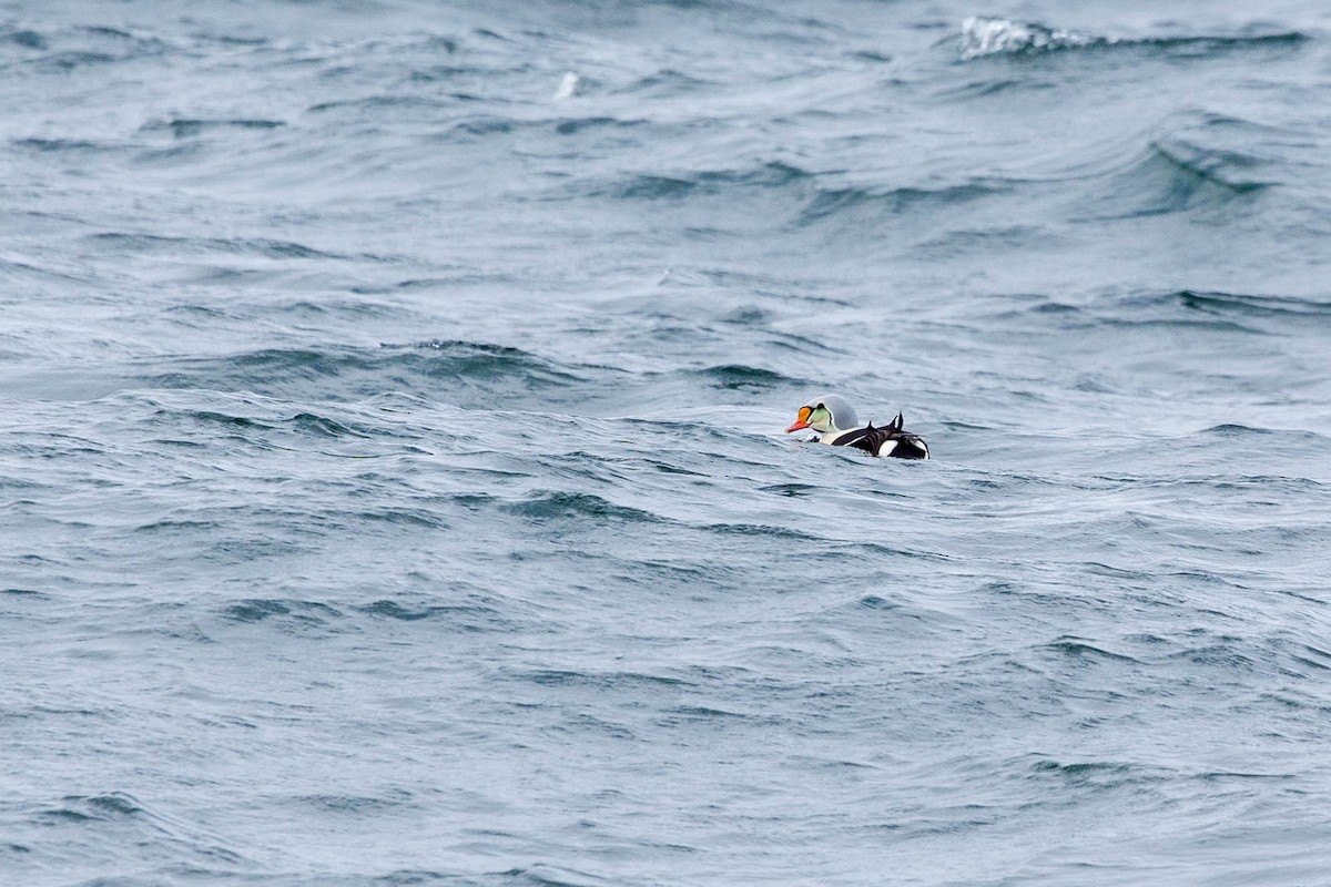 King Eider - ML636720682