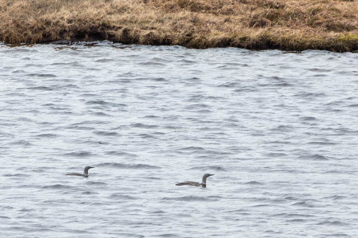 Red-throated Loon - ML636720690