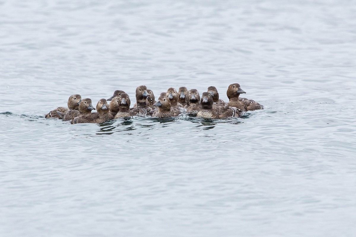 Steller's Eider - ML636720710