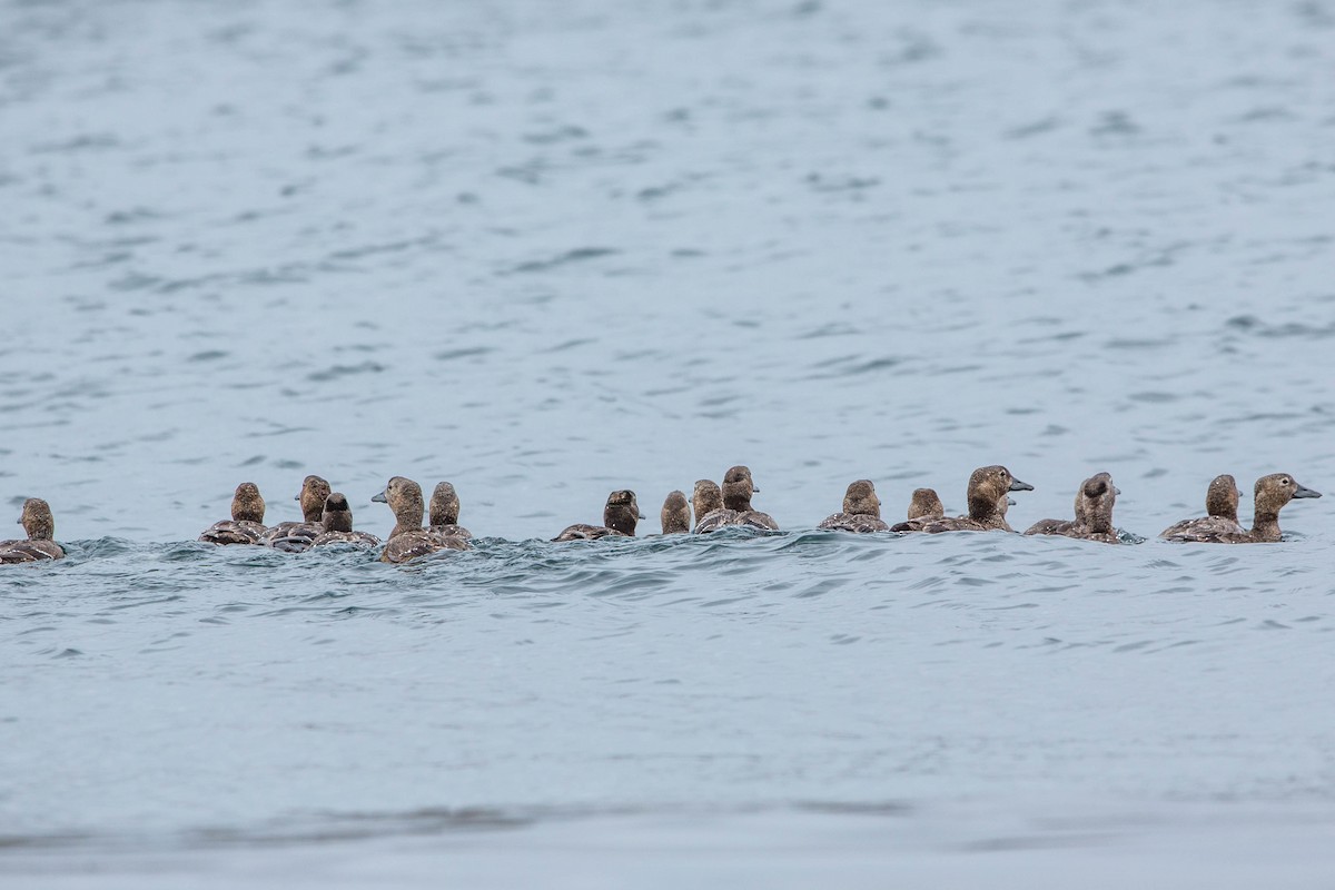 Steller's Eider - ML636720711