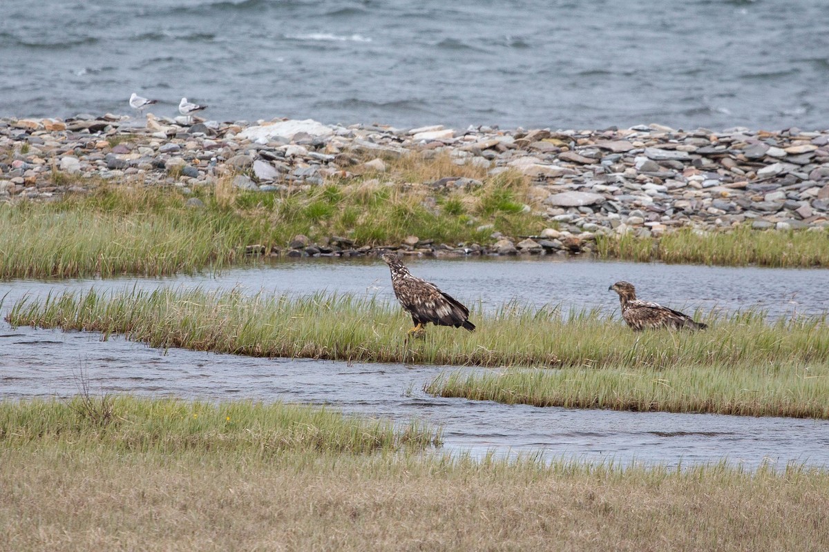 White-tailed Eagle - ML636720714