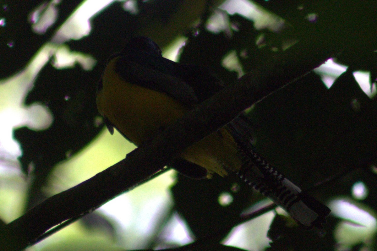 Gartered Trogon - ML636720718