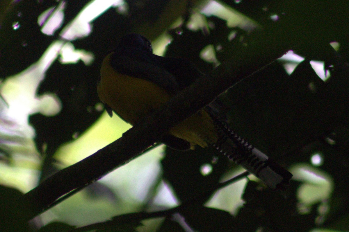 Gartered Trogon - ML636720719