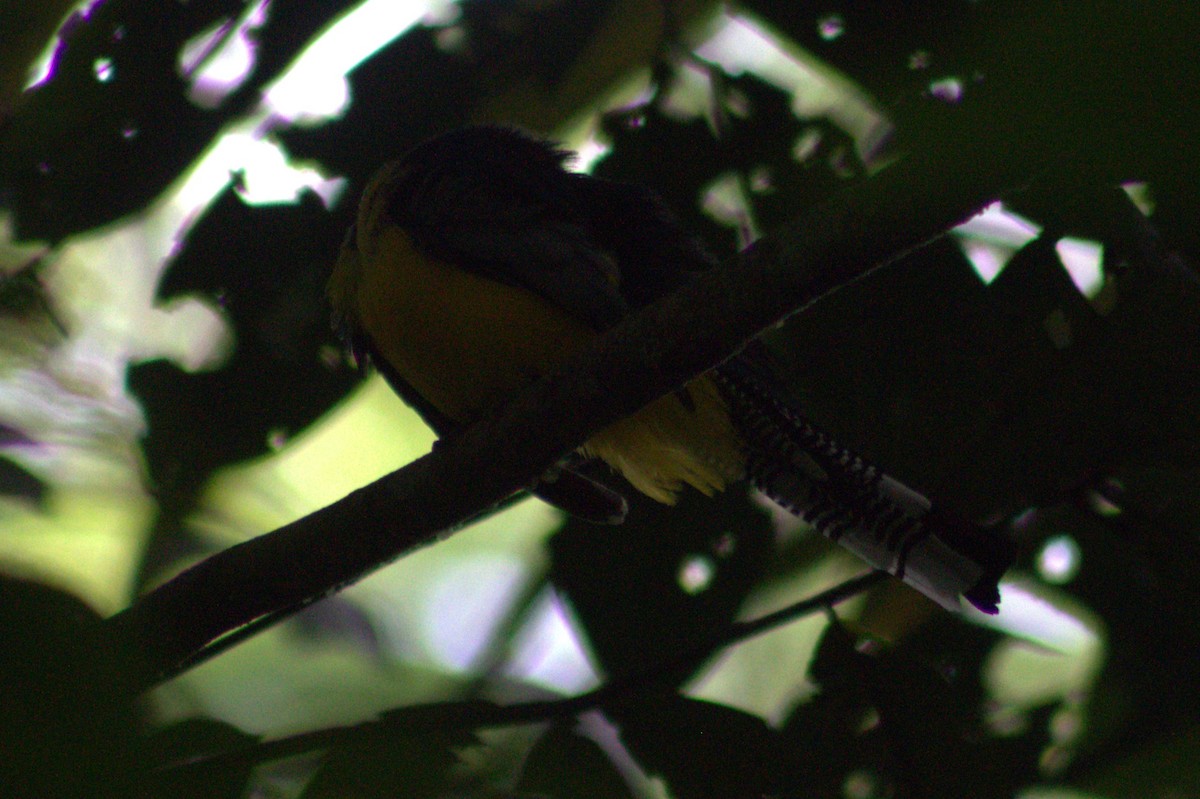 Gartered Trogon - ML636720720