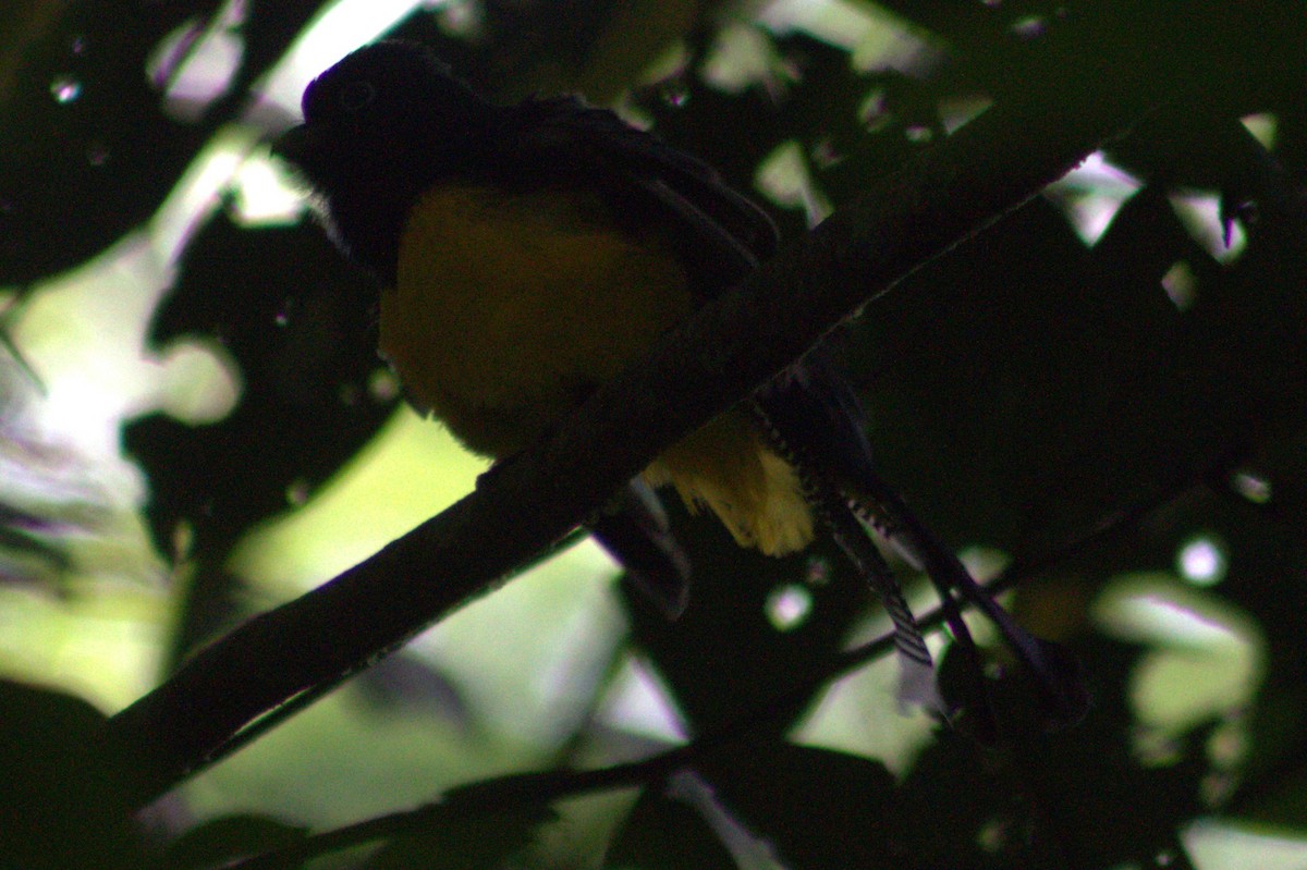 Gartered Trogon - ML636720721