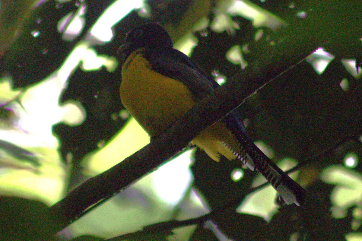 Gartered Trogon - ML636720722