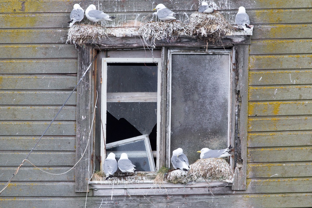 Black-legged Kittiwake - ML636720733