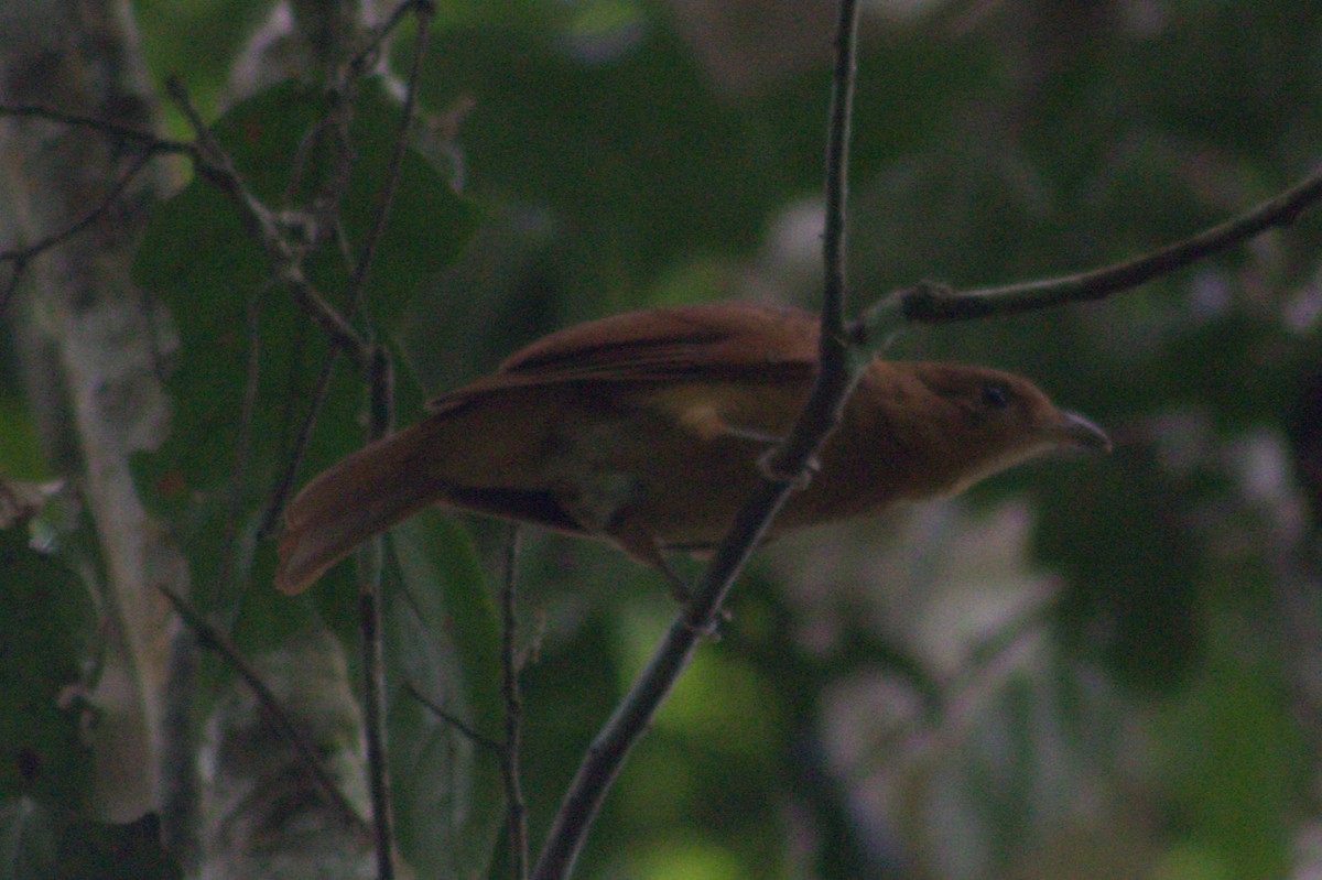 Rufous Piha - ML636720763