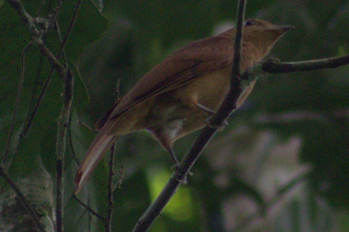 Rufous Piha - ML636720765