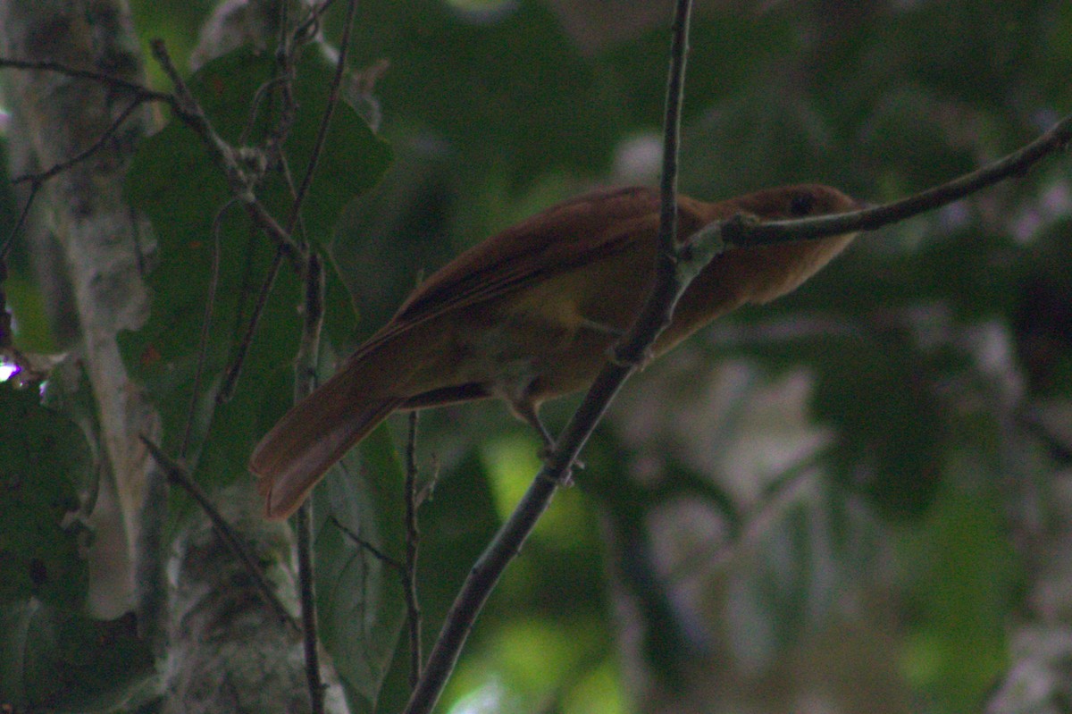 Rufous Piha - ML636720767