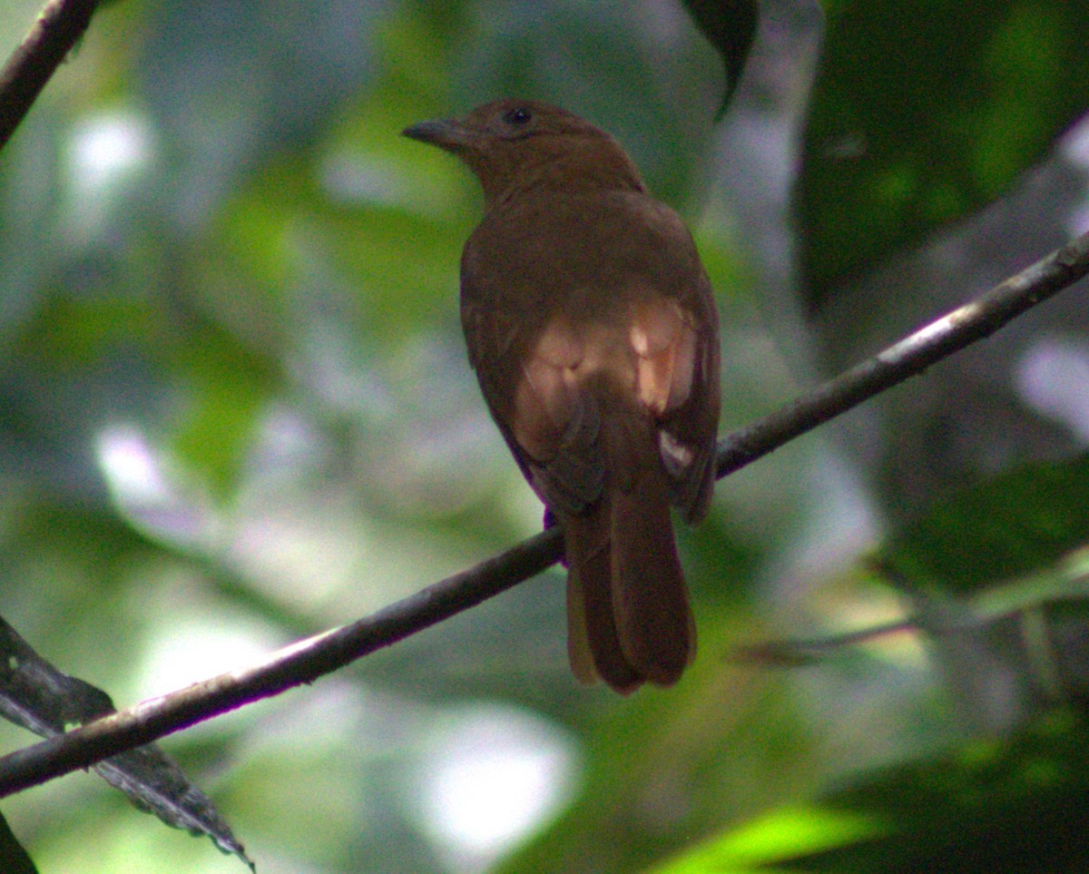 Rufous Piha - ML636720768
