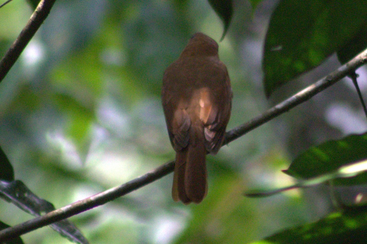 Rufous Piha - ML636720769