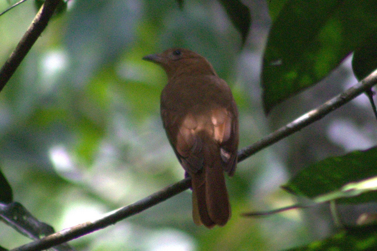 Rufous Piha - ML636720770