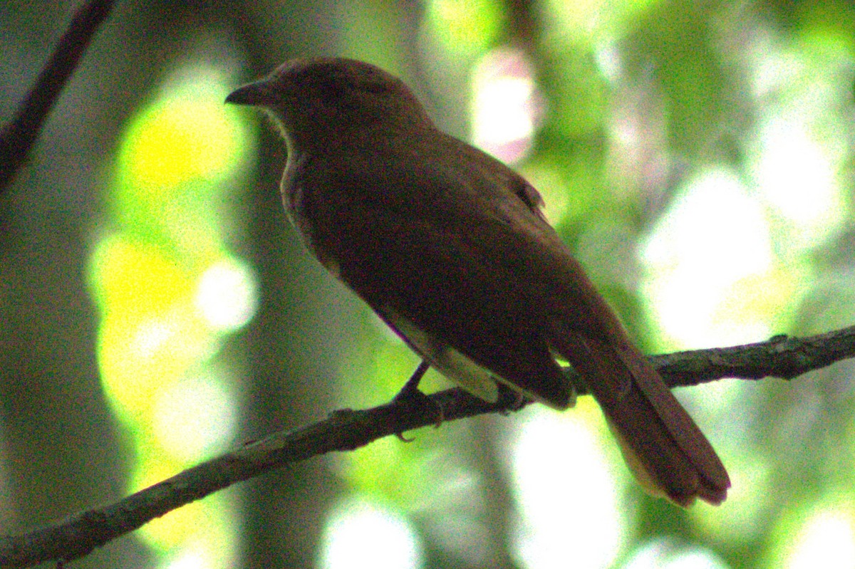 Rufous Piha - ML636720771