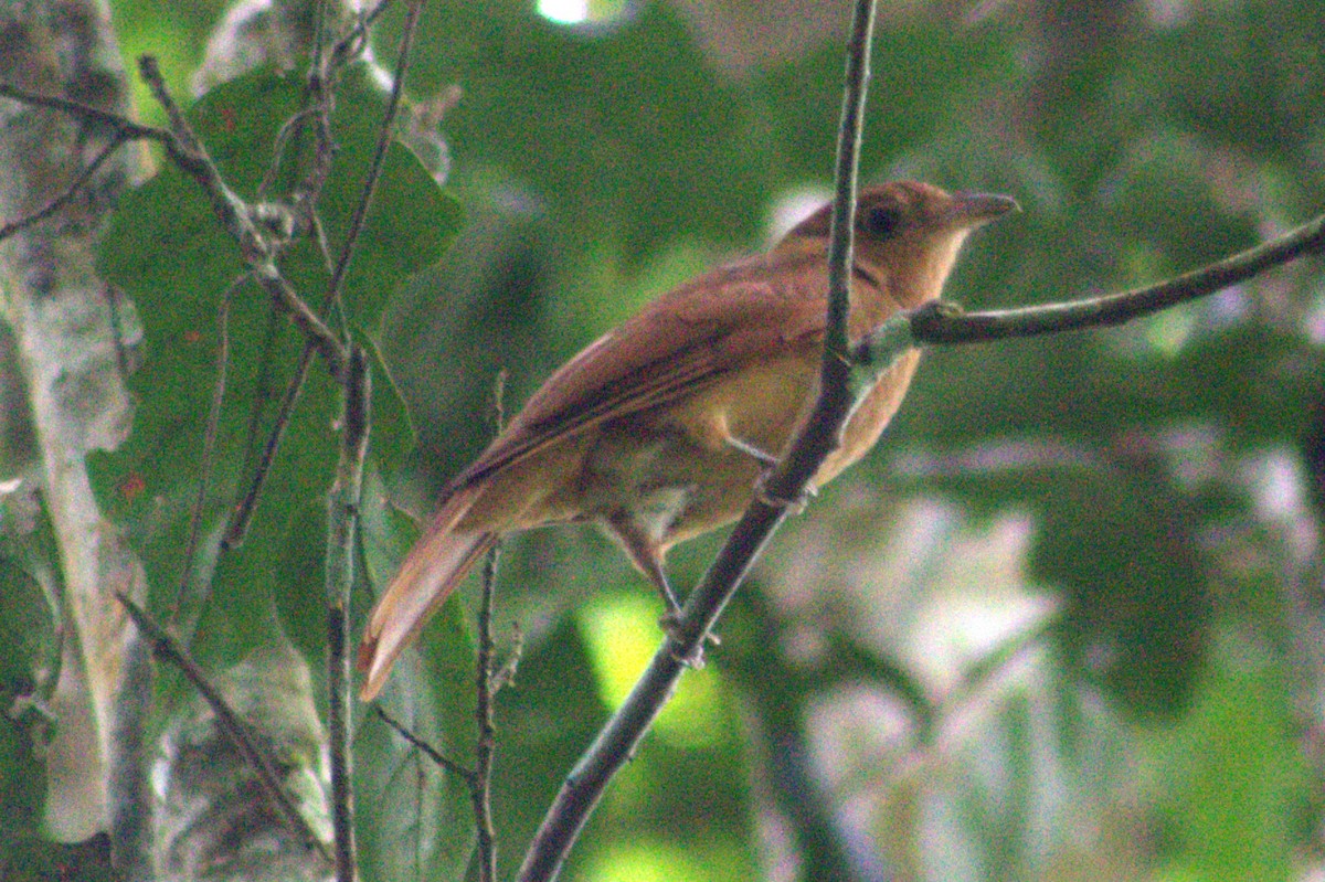 Rufous Piha - ML636720772