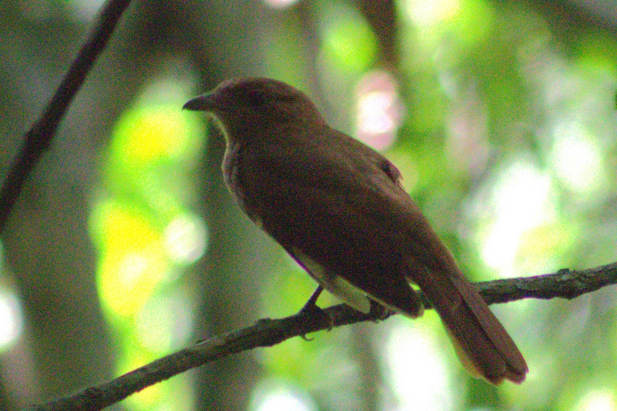 Rufous Piha - ML636720773